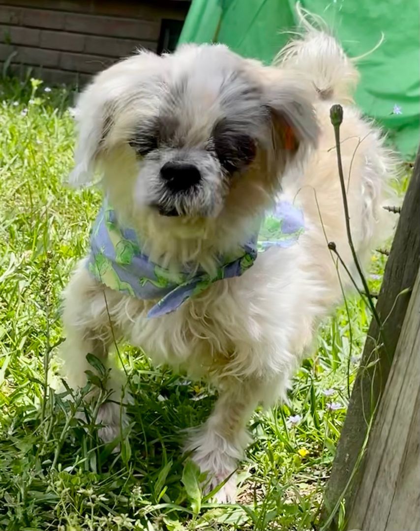Chewie, a Adopted Shih Tzu in Moncks Corner, SC image 1/8