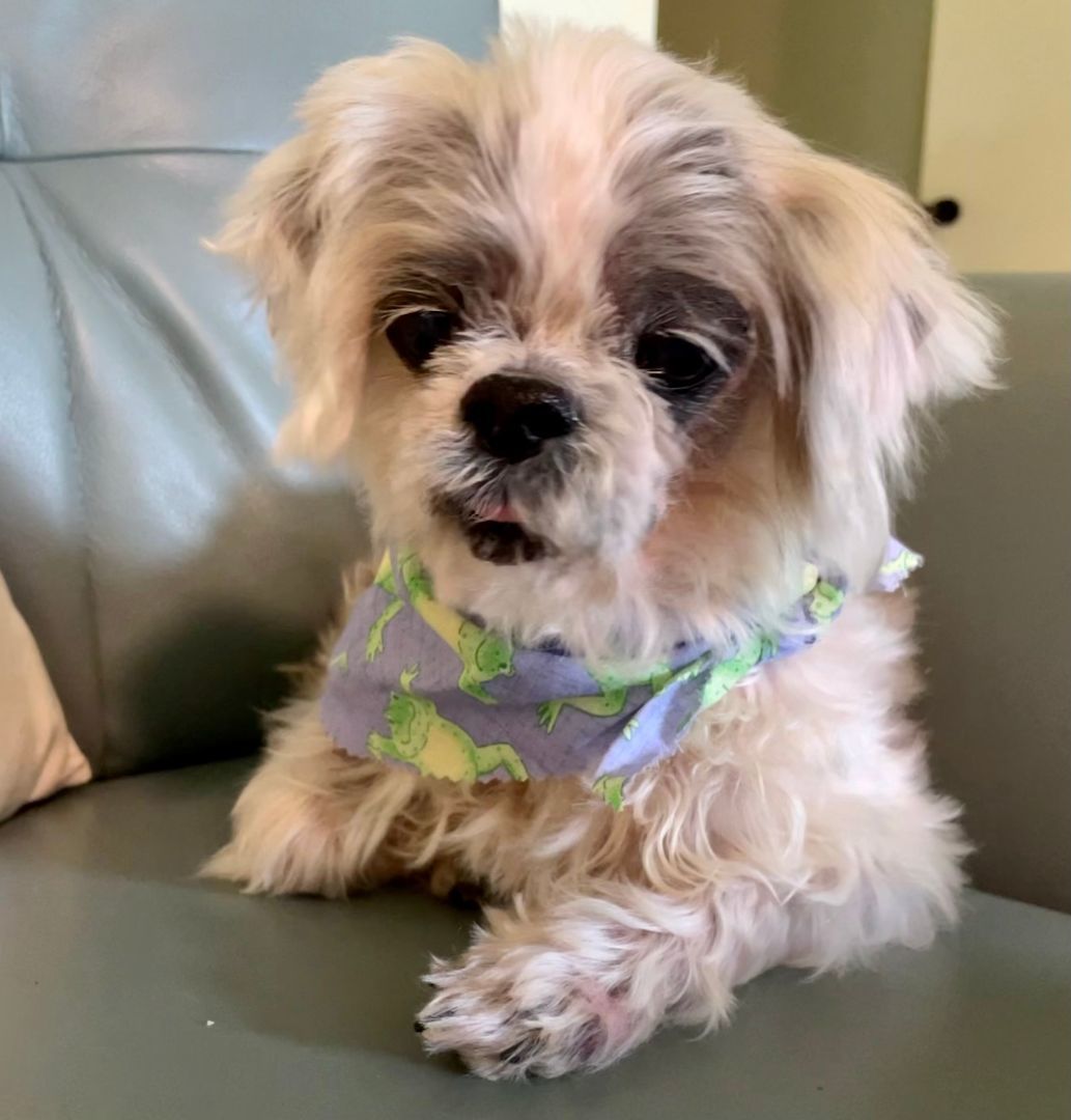 Chewie, a Adopted Shih Tzu in Moncks Corner, SC image 2/8
