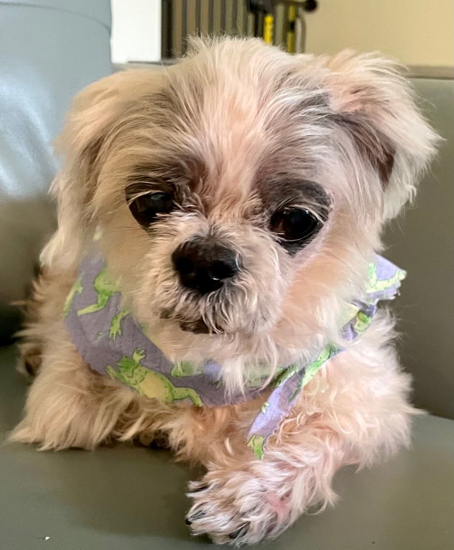 Chewie, a Adopted Shih Tzu in Moncks Corner, SC image 3/8