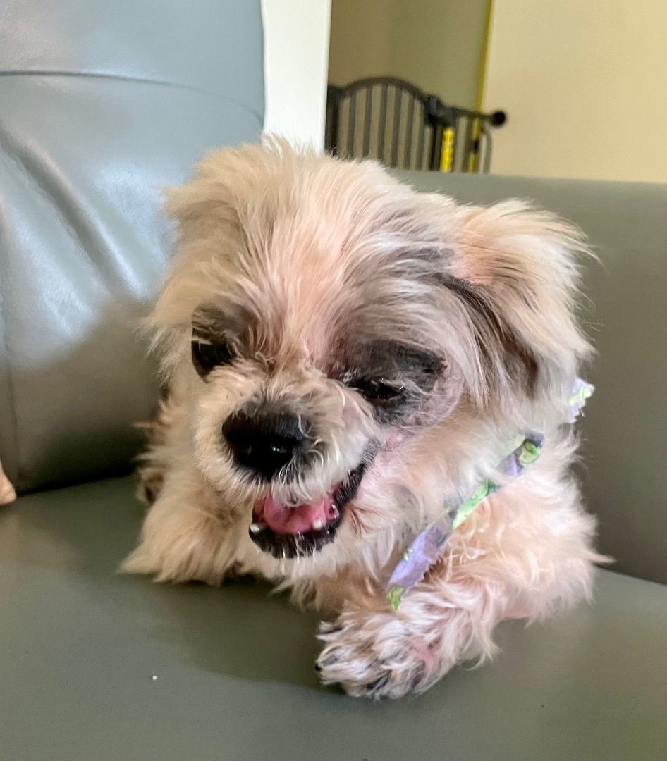 Chewie, a Adopted Shih Tzu in Moncks Corner, SC image 4/8