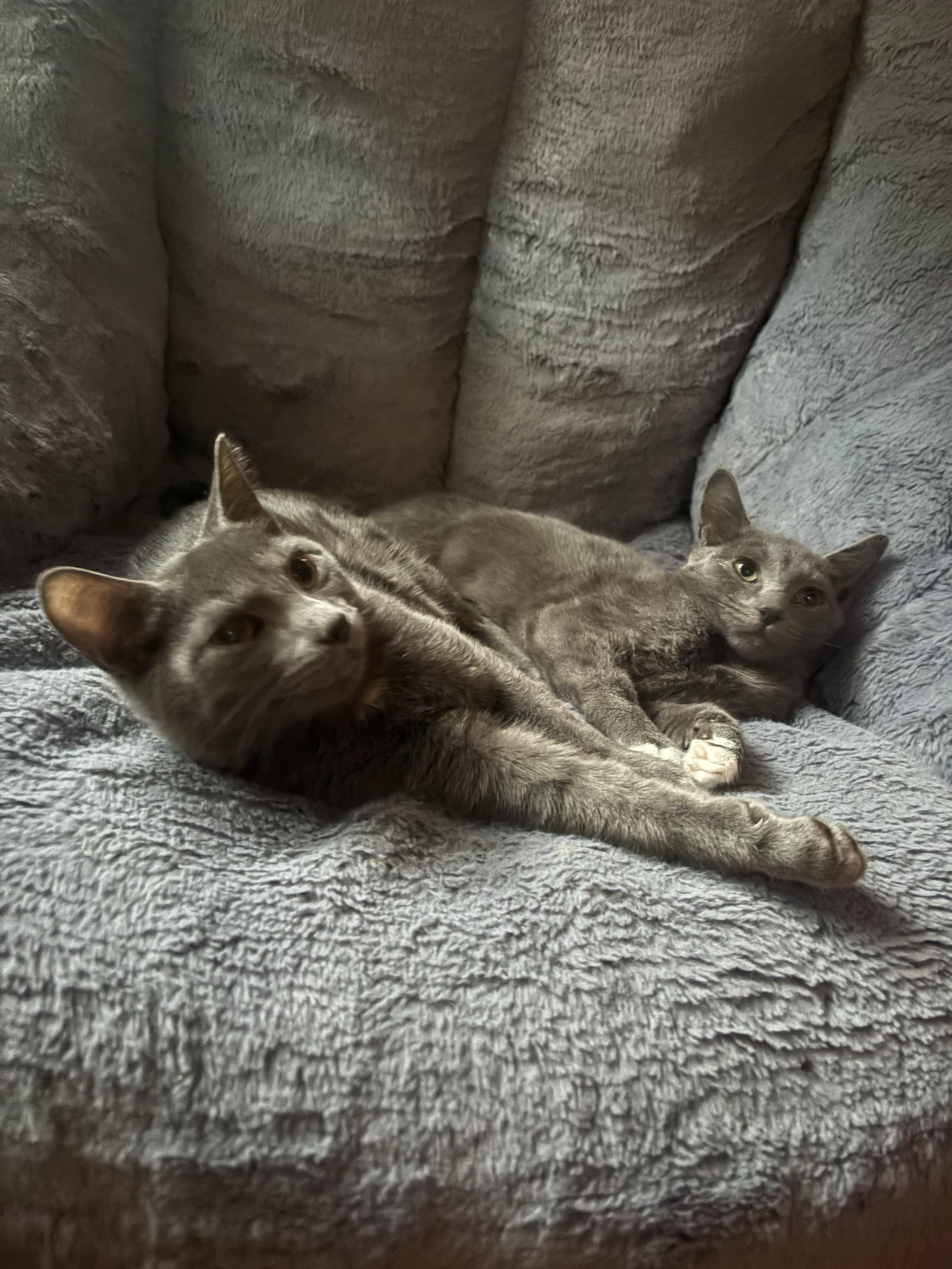 Enlarge Hertz (Bonded to Buzz), a Adoptable Domestic Short Hair in Long Island City, NY image 3/3