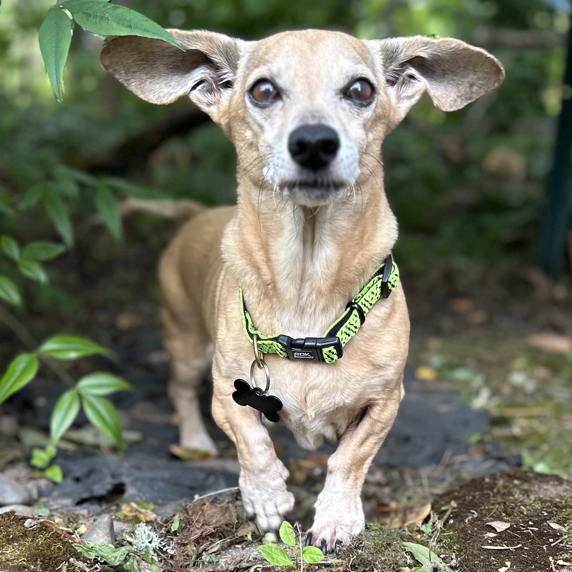 Buddy Aka Batman, a Adoptable Dachshund in Portland, OR image 2/6