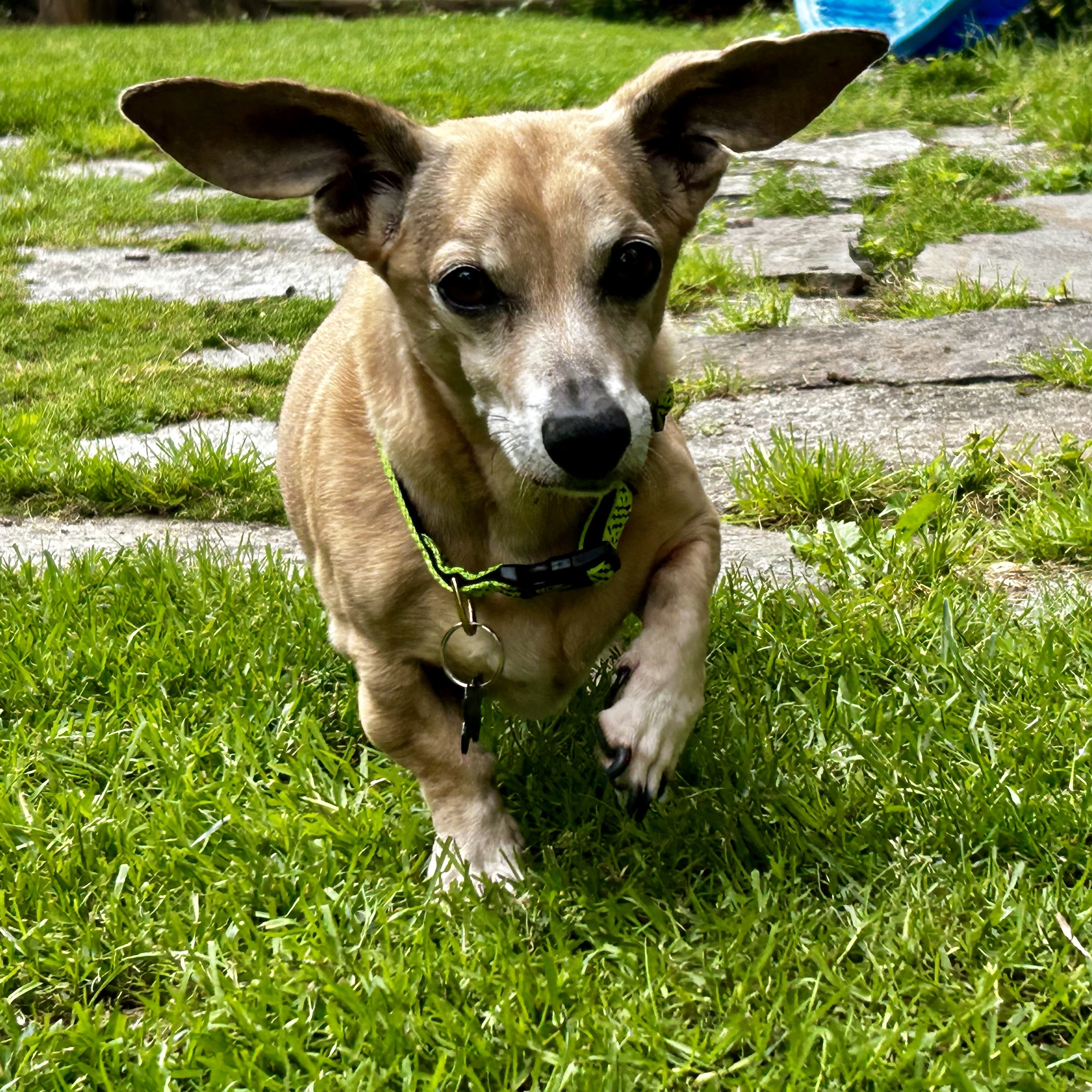 Buddy Aka Batman, a Adoptable Dachshund in Portland, OR image 6/6