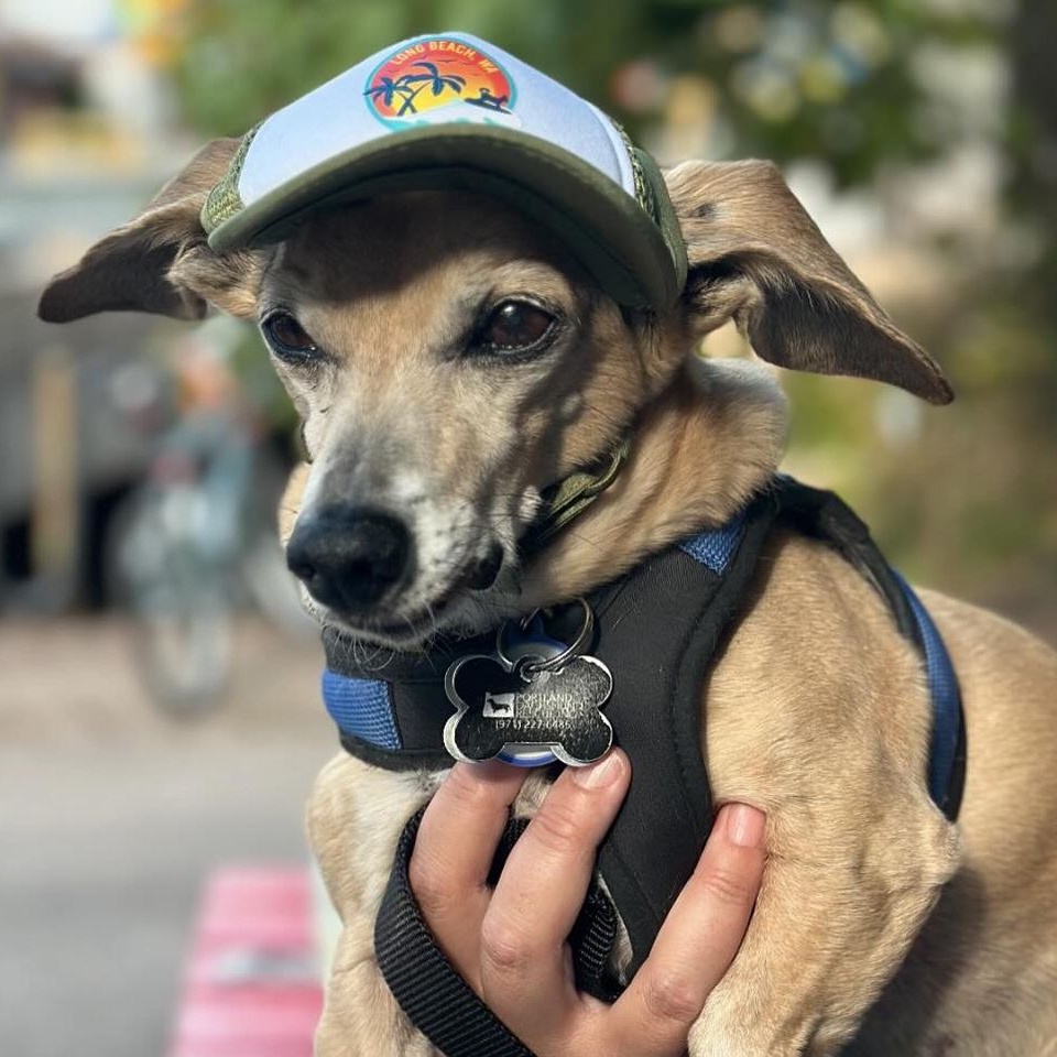 Buddy Aka Batman, a Adoptable Dachshund in Portland, OR image 1/6