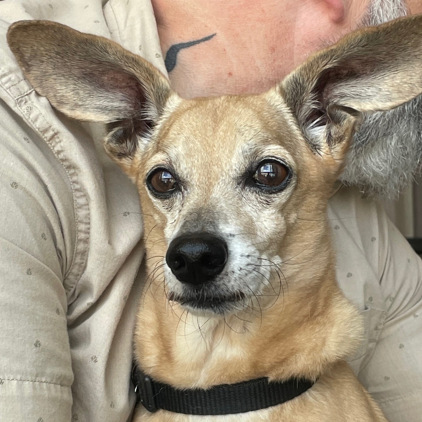 Buddy Aka Batman, an adoptable Dachshund in Portland, OR, 97201 | Photo Image 3
