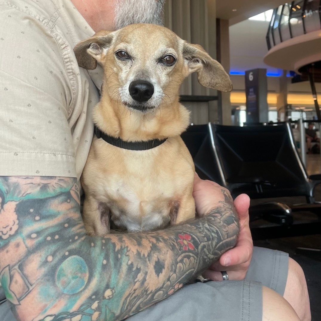 Buddy Aka Batman, an adoptable Dachshund in Portland, OR, 97201 | Photo Image 4