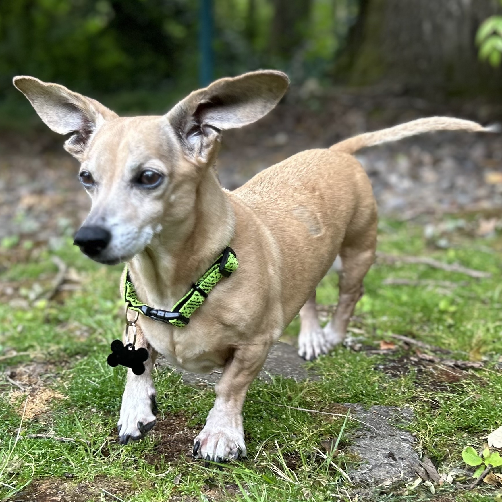 Buddy Aka Batman, a Adoptable Dachshund in Portland, OR image 5/6