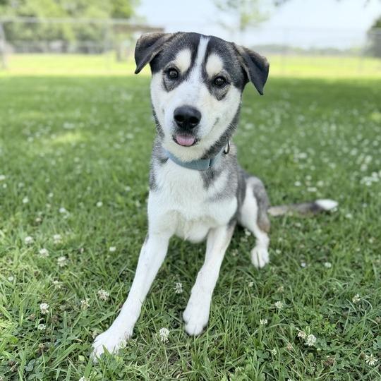 Sonic Tots, Adoptable, Young Male Husky & Labrador Retriever.