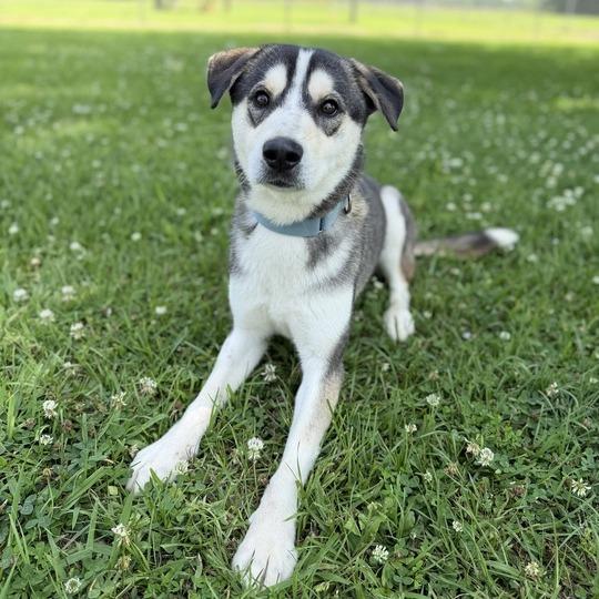 Enlarge Sonic Tots, a Adoptable mixed breed in Carencro, LA image 2/5