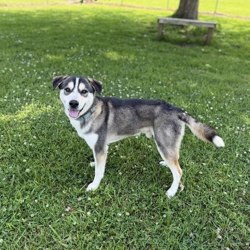 Enlarge Sonic Tots, a Adoptable mixed breed in Carencro, LA image 3/5