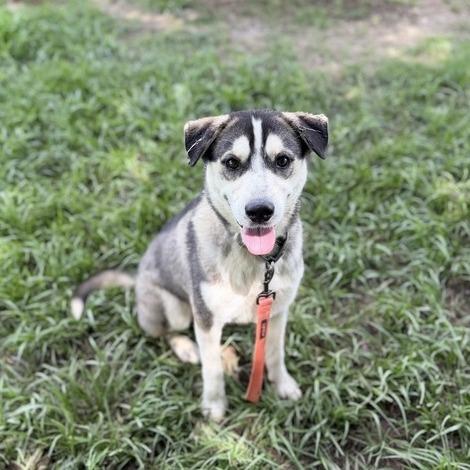 Enlarge Sonic Tots, a Adoptable mixed breed in Carencro, LA image 4/6