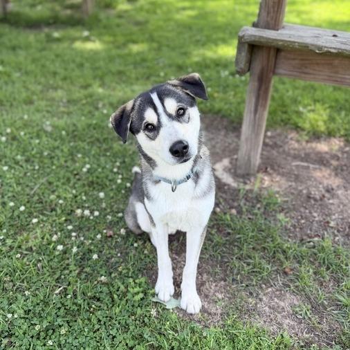Enlarge Sonic Tots, a Adoptable mixed breed in Carencro, LA image 4/5