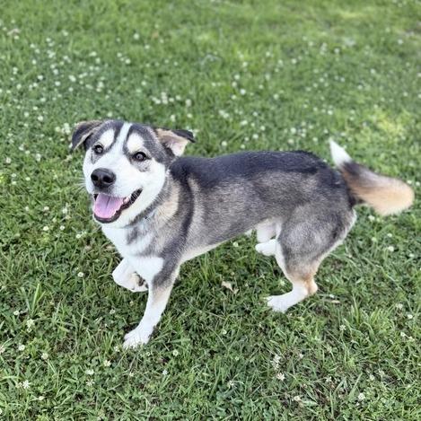 Enlarge Sonic Tots, a Adoptable mixed breed in Carencro, LA image 5/5