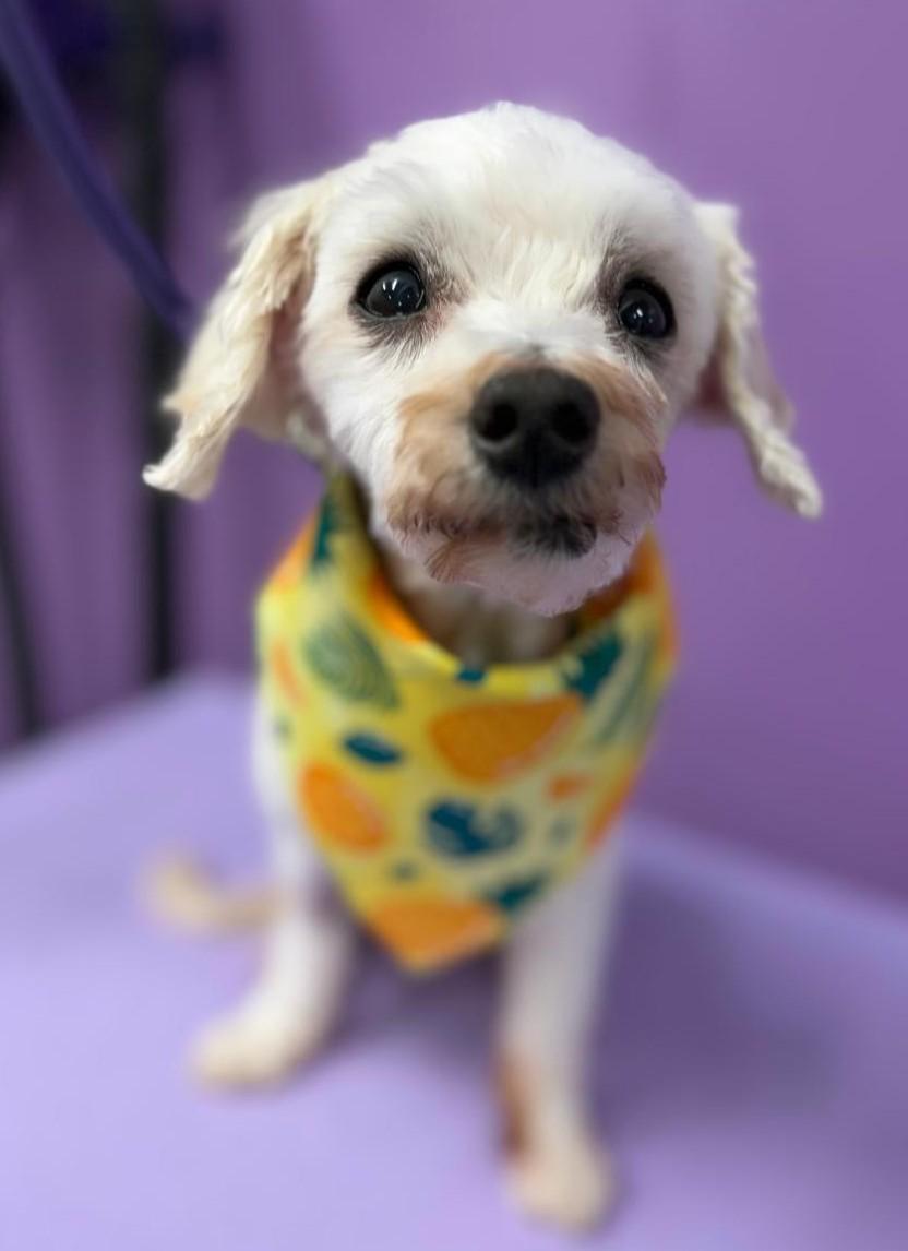 Benji, a ADOPTABLE mixed breed in Woodstock, GA image 2/3