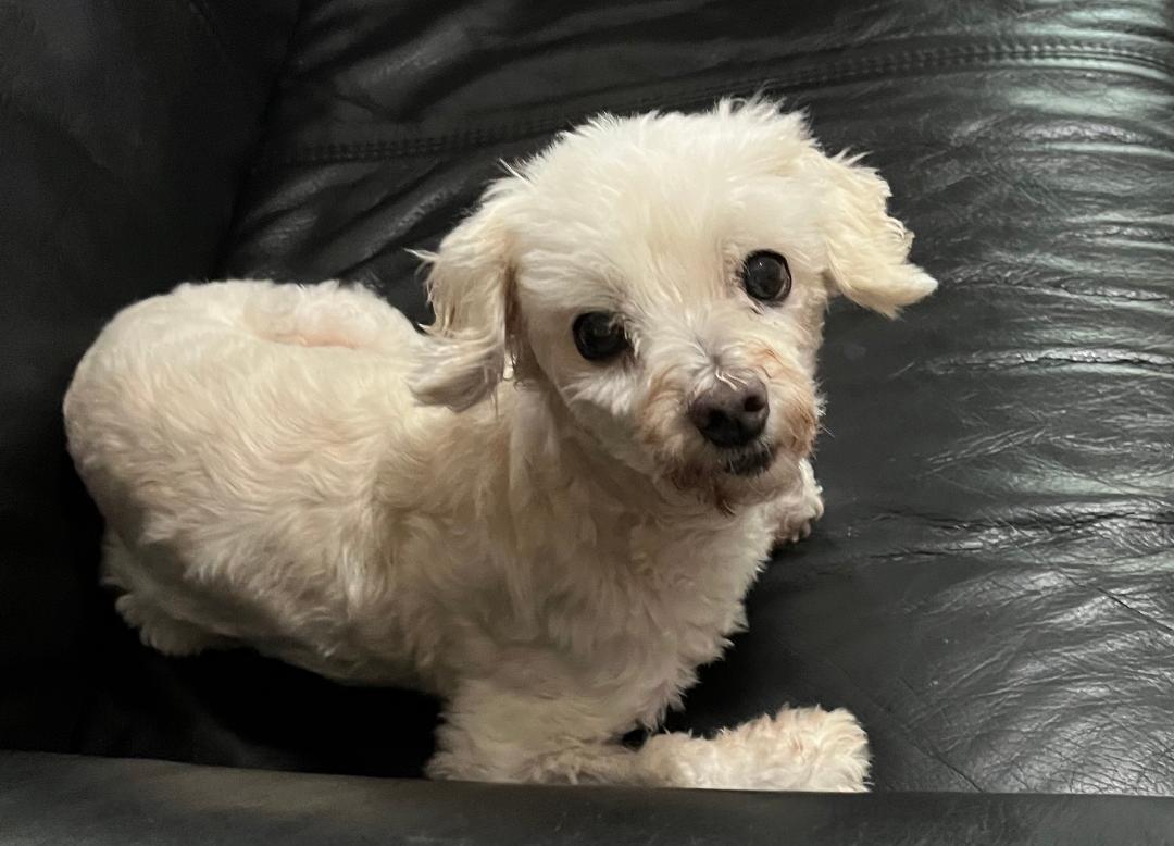 Benji, ADOPTABLE, Senior Male Maltipoo.