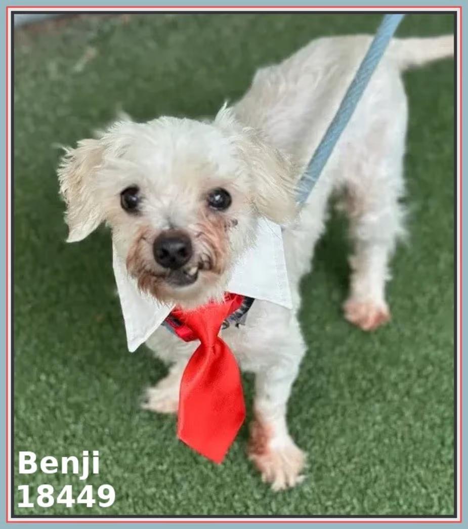 Benji, a ADOPTABLE mixed breed in Woodstock, GA image 3/3