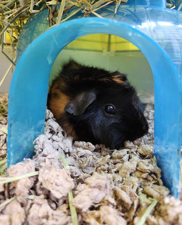 Enlarge Lala, a Adoptable mixed breed in Healdsburg, CA image 1/3