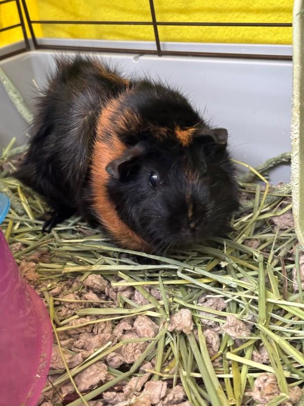 Enlarge Lala, a Adoptable mixed breed in Healdsburg, CA image 2/3