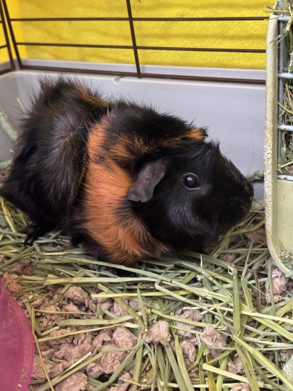 Enlarge Lala, a Adoptable mixed breed in Healdsburg, CA image 3/3