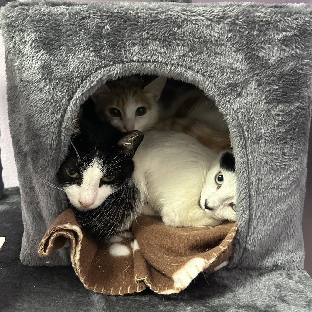 Cactus, Adoptable, Adult Male Domestic Short Hair.