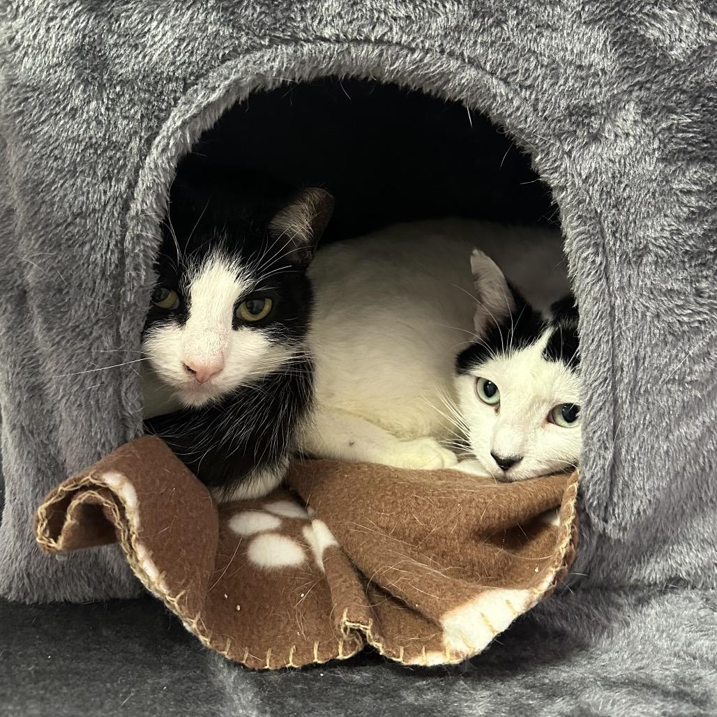 Enlarge Cactus, a Adoptable Domestic Short Hair in Titusville, FL image 2/5