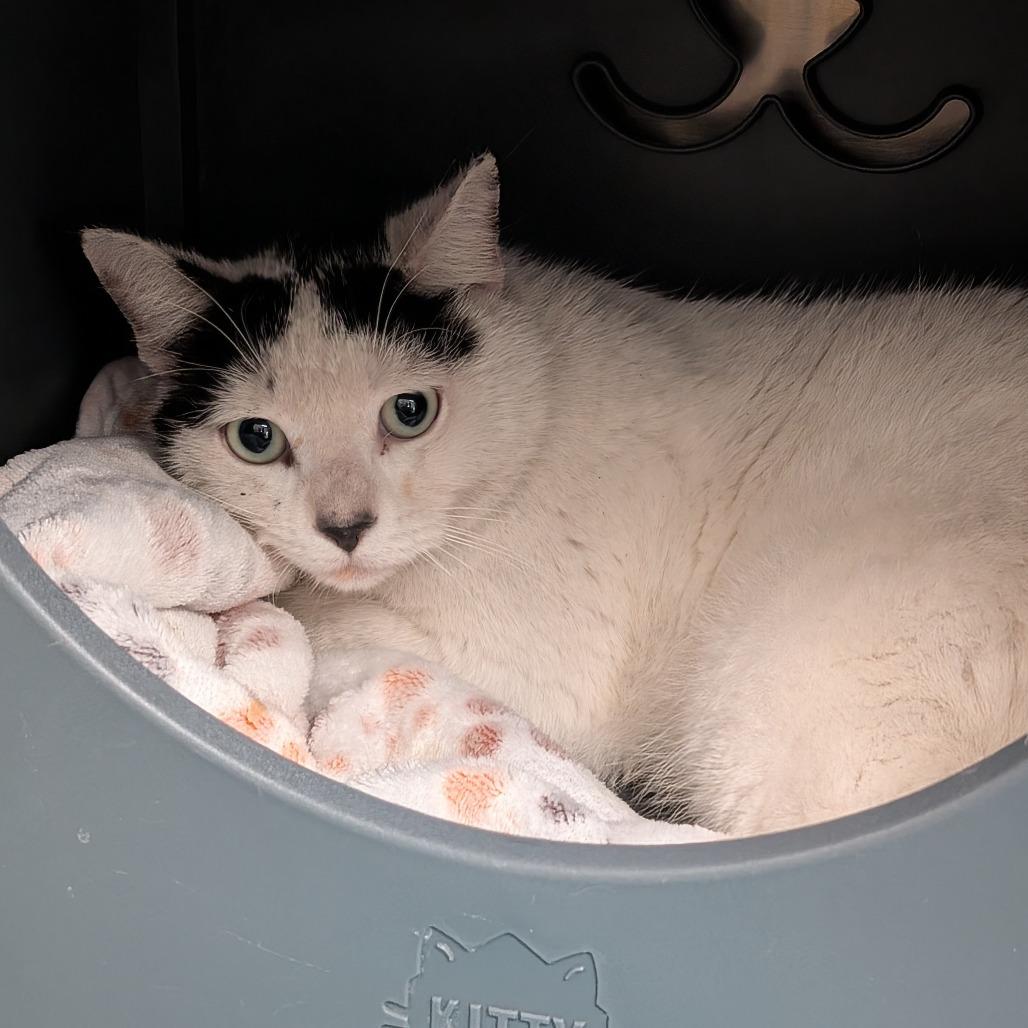 Enlarge Cactus, a Adoptable Domestic Short Hair in Titusville, FL image 3/5