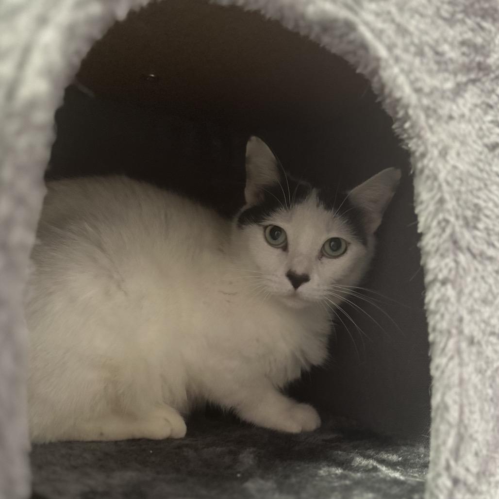 Enlarge Cactus, a Adoptable Domestic Short Hair in Titusville, FL image 5/5