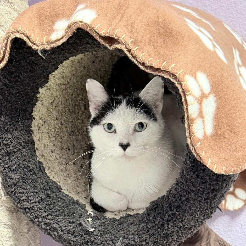 Cactus, a Adoptable Domestic Short Hair in Titusville, FL image 6/6