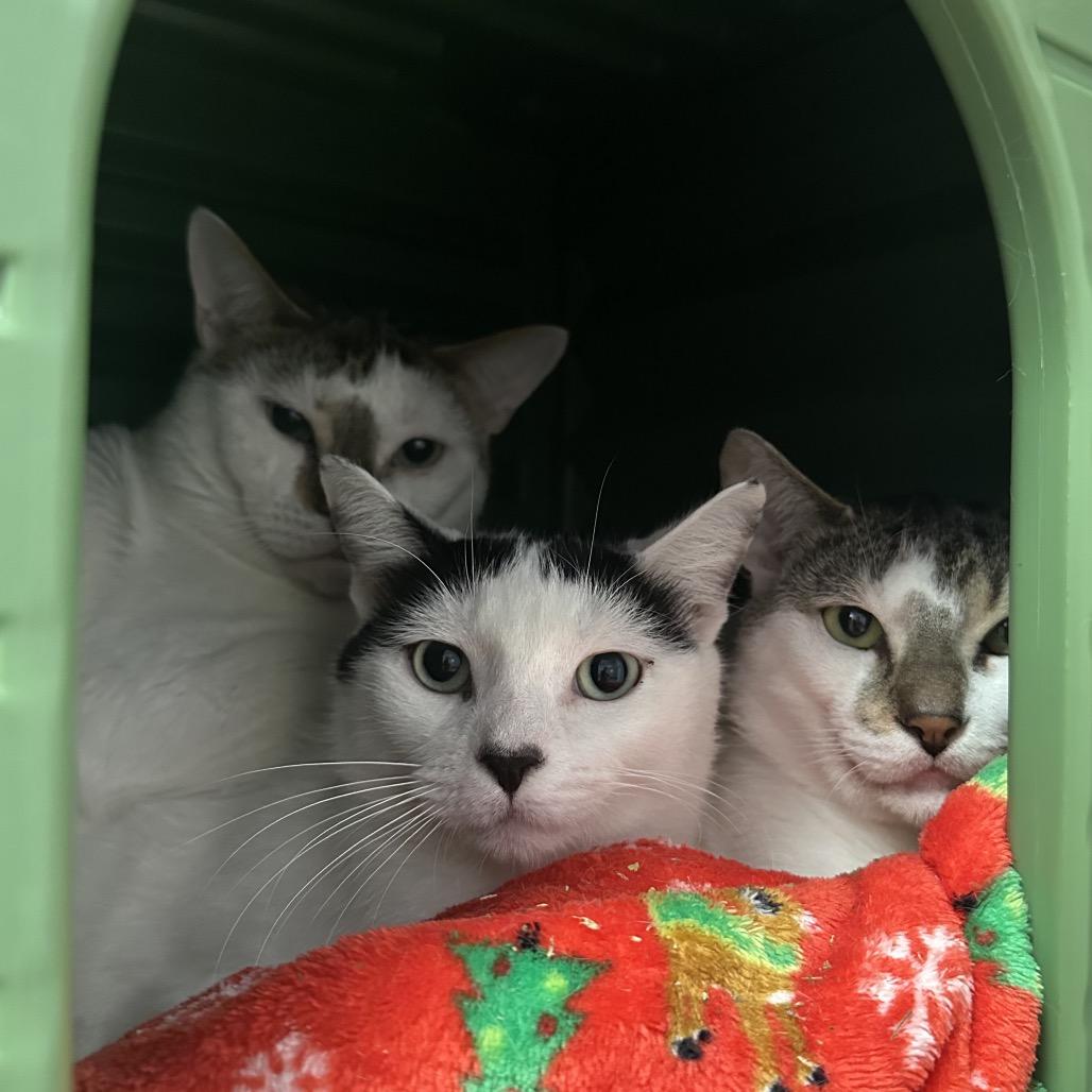 Enlarge Cactus, a Adoptable Domestic Short Hair in Titusville, FL image 6/6