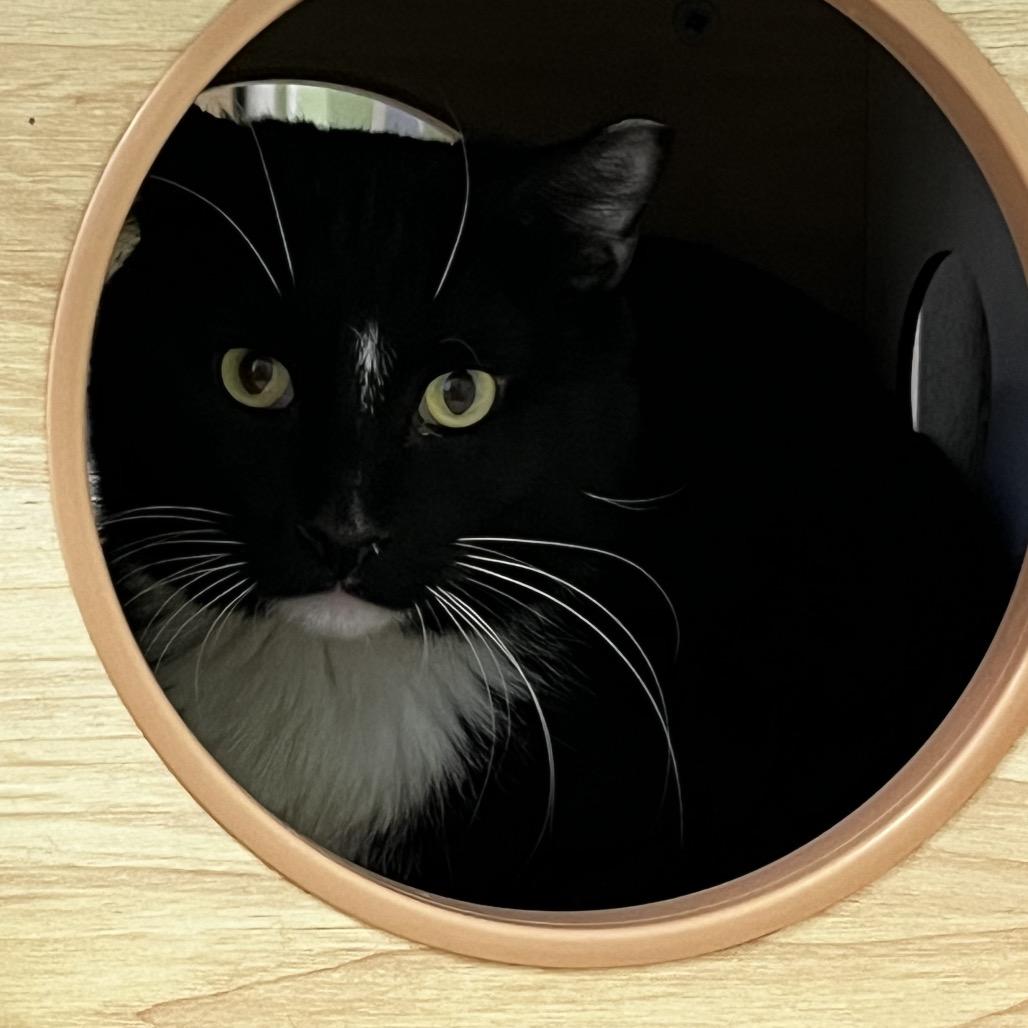 Salsa, Adoptable, Adult Male Domestic Short Hair.