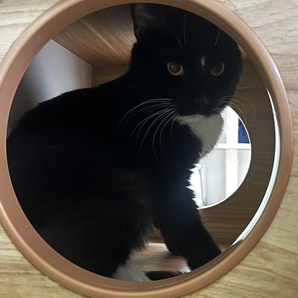 Enlarge Salsa, a Adoptable Domestic Short Hair in Yucca Valley, CA image 2/5