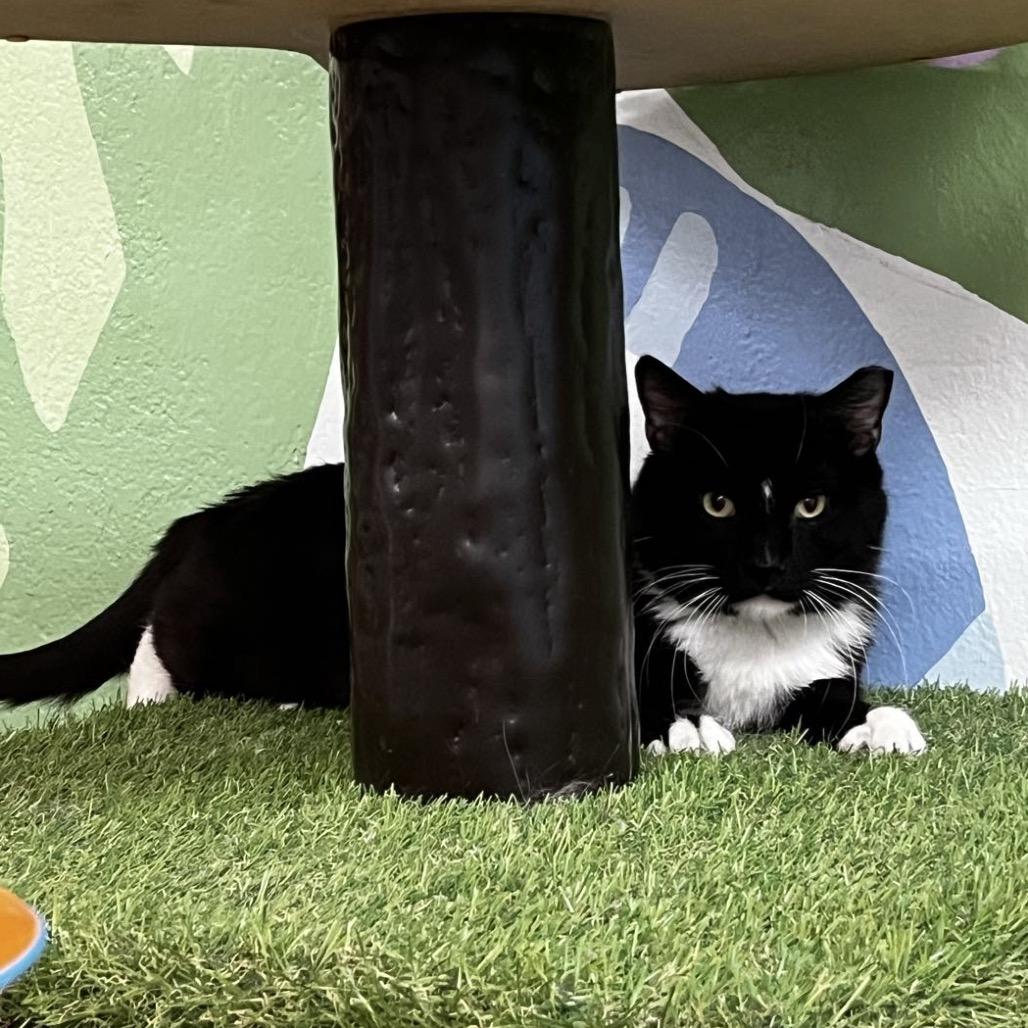 Enlarge Salsa, a Adoptable Domestic Short Hair in Yucca Valley, CA image 3/5
