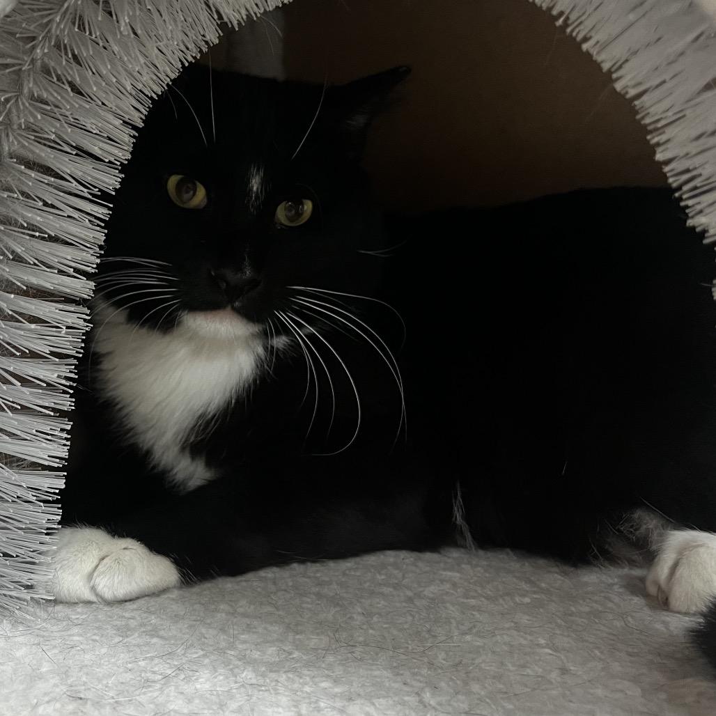 Enlarge Salsa, a Adoptable Domestic Short Hair in Yucca Valley, CA image 4/5
