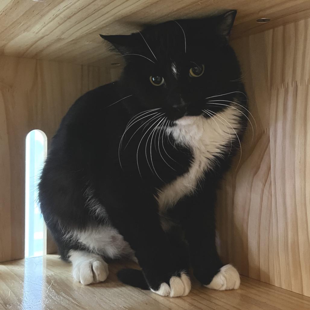 Enlarge Salsa, a Adoptable Domestic Short Hair in Yucca Valley, CA image 5/5