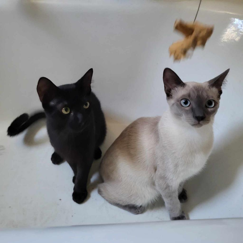 Poncho — thumbnail 2