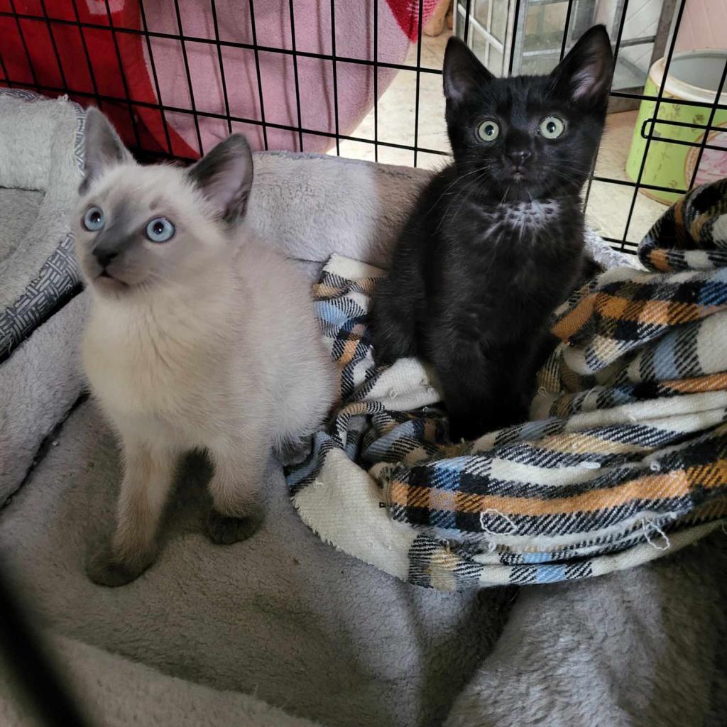 Poncho — thumbnail 3