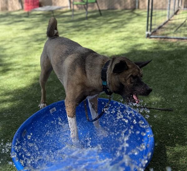 Kai, Adoptable, Young Male Akita.