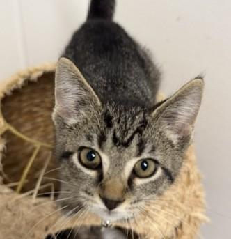 Enlarge Bebe, a Adoptable Domestic Short Hair in Bryan, OH image 1/1