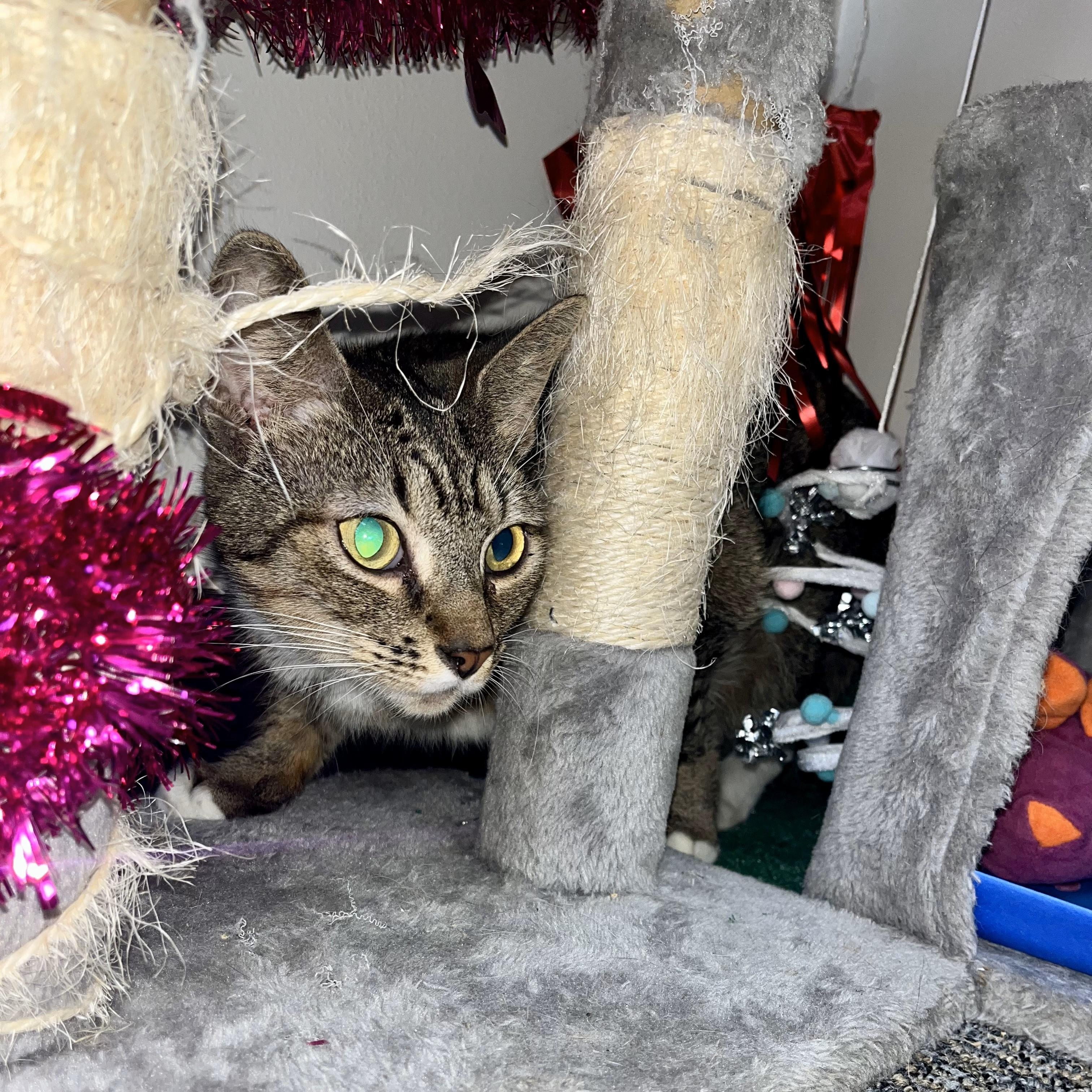 Enlarge Tausret, a Adoptable Domestic Short Hair in Glastonbury, CT image 6/6