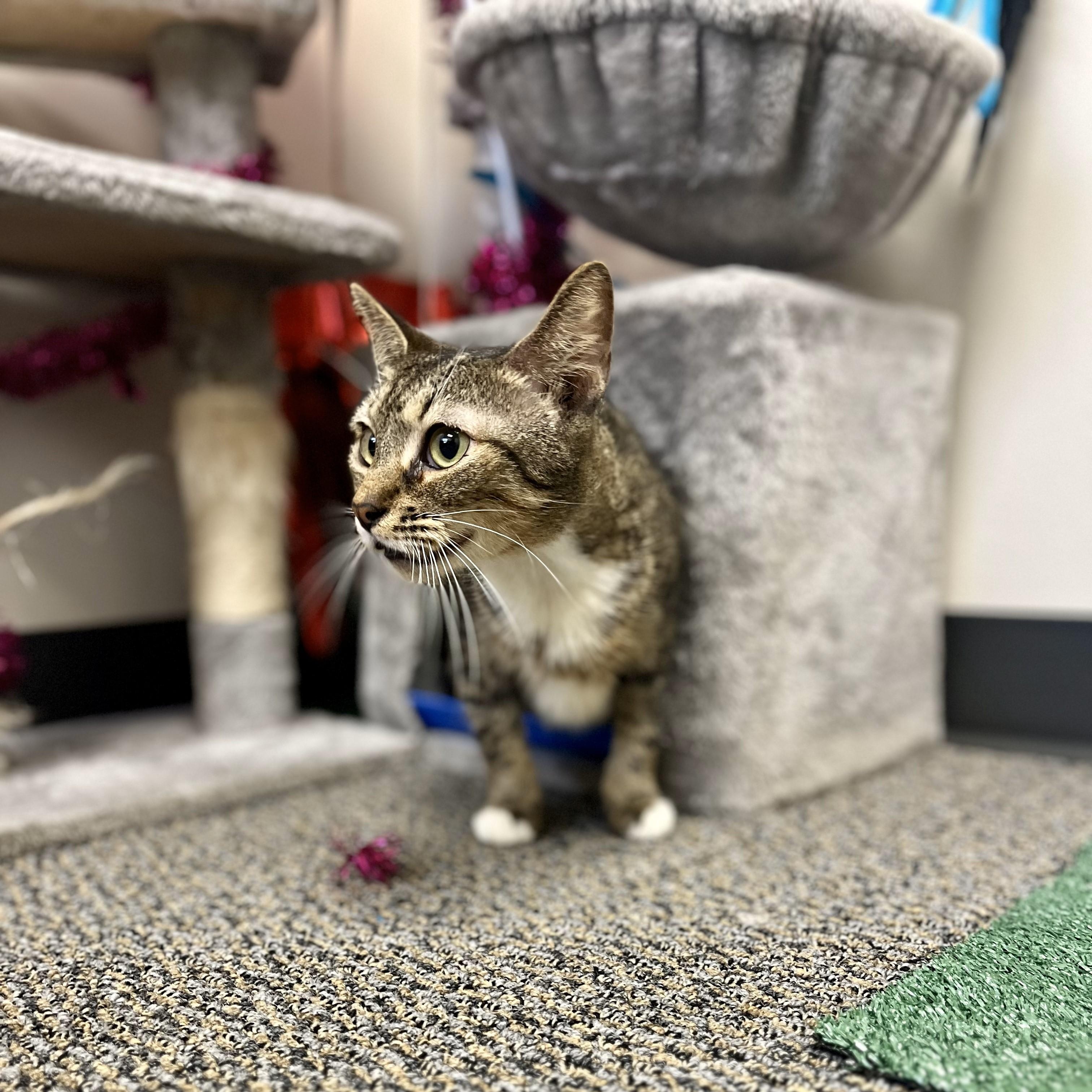 Enlarge Tausret, a Adoptable Domestic Short Hair in Glastonbury, CT image 5/6