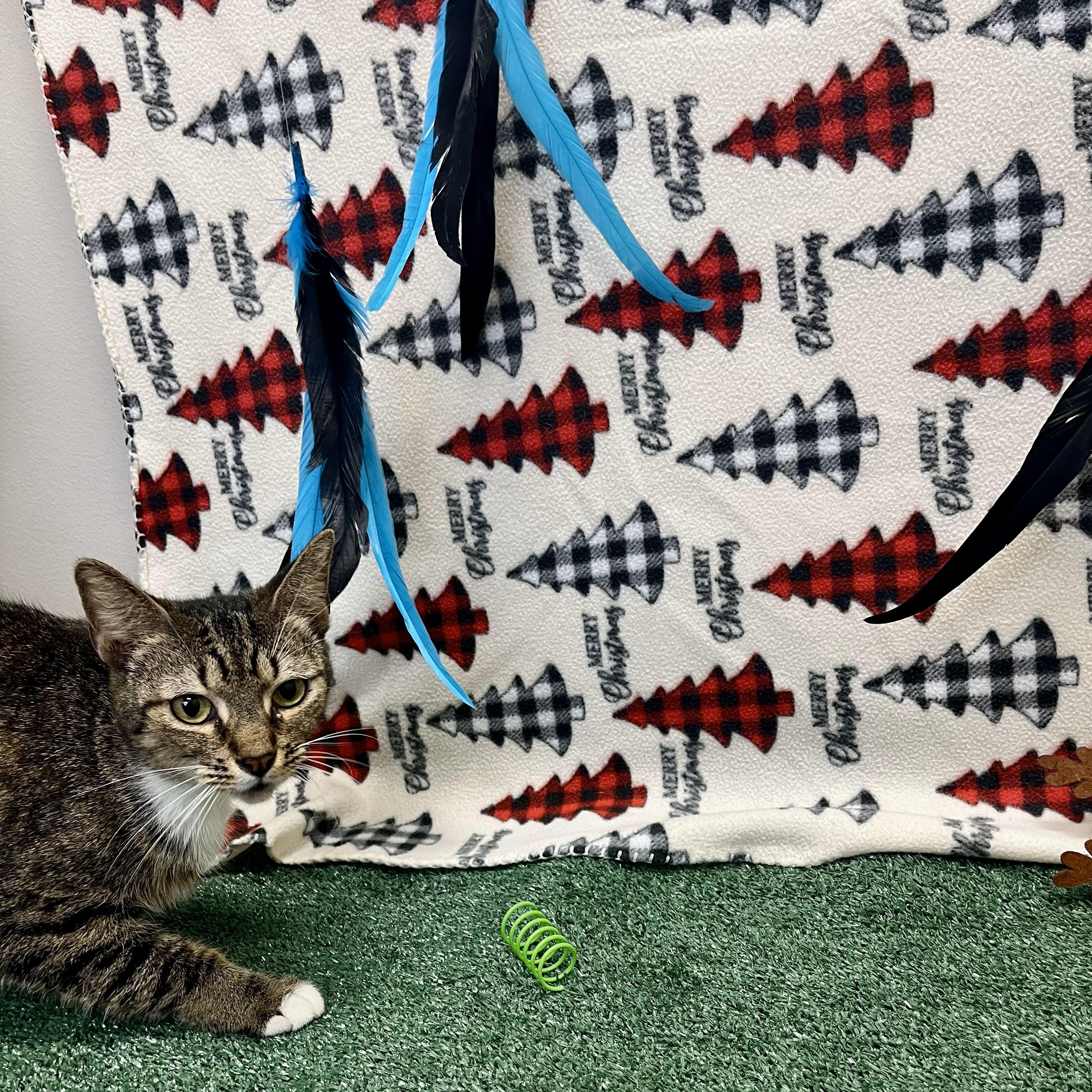 Enlarge Tausret, a Adoptable Domestic Short Hair in Glastonbury, CT image 3/6