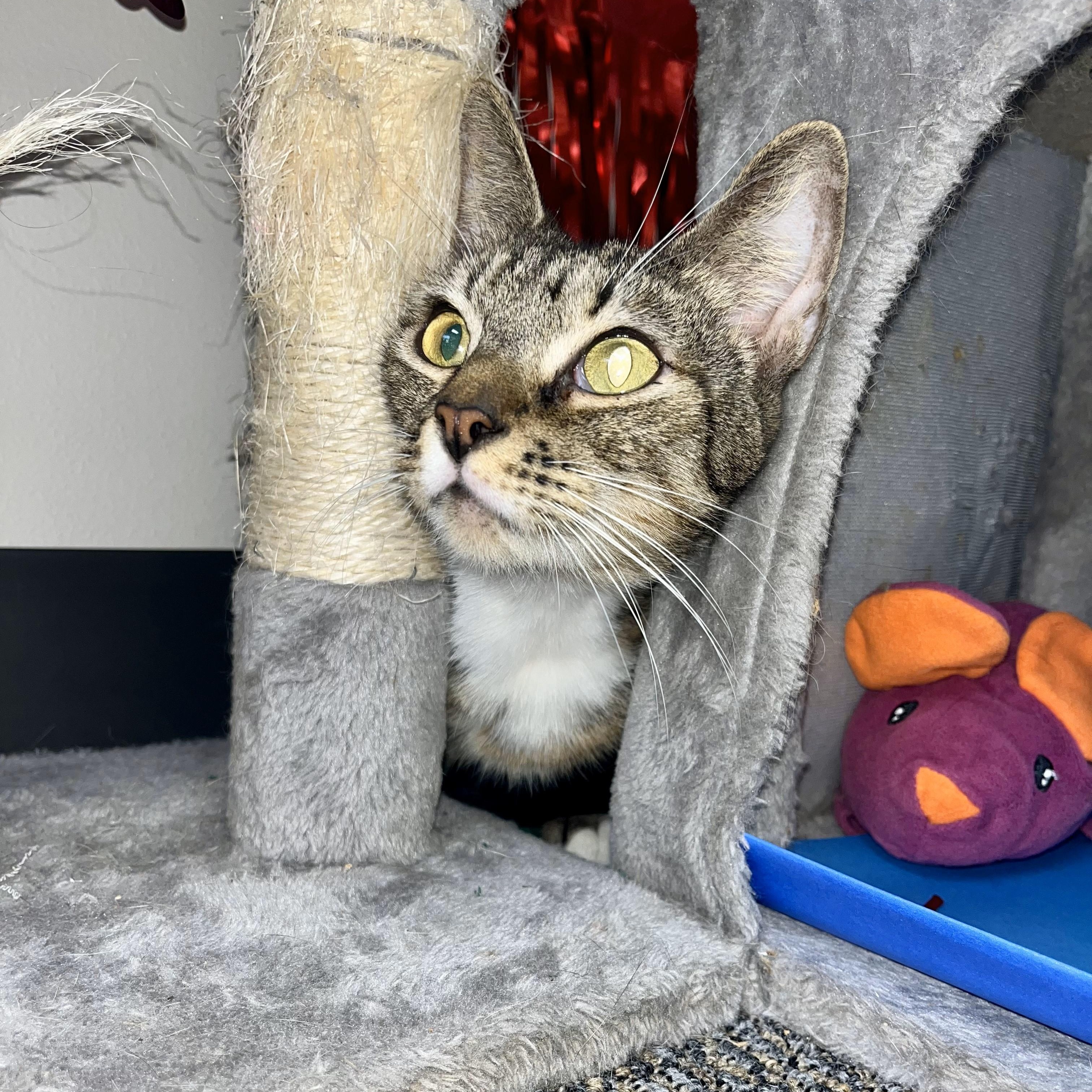 Enlarge Tausret, a Adoptable Domestic Short Hair in Glastonbury, CT image 1/6