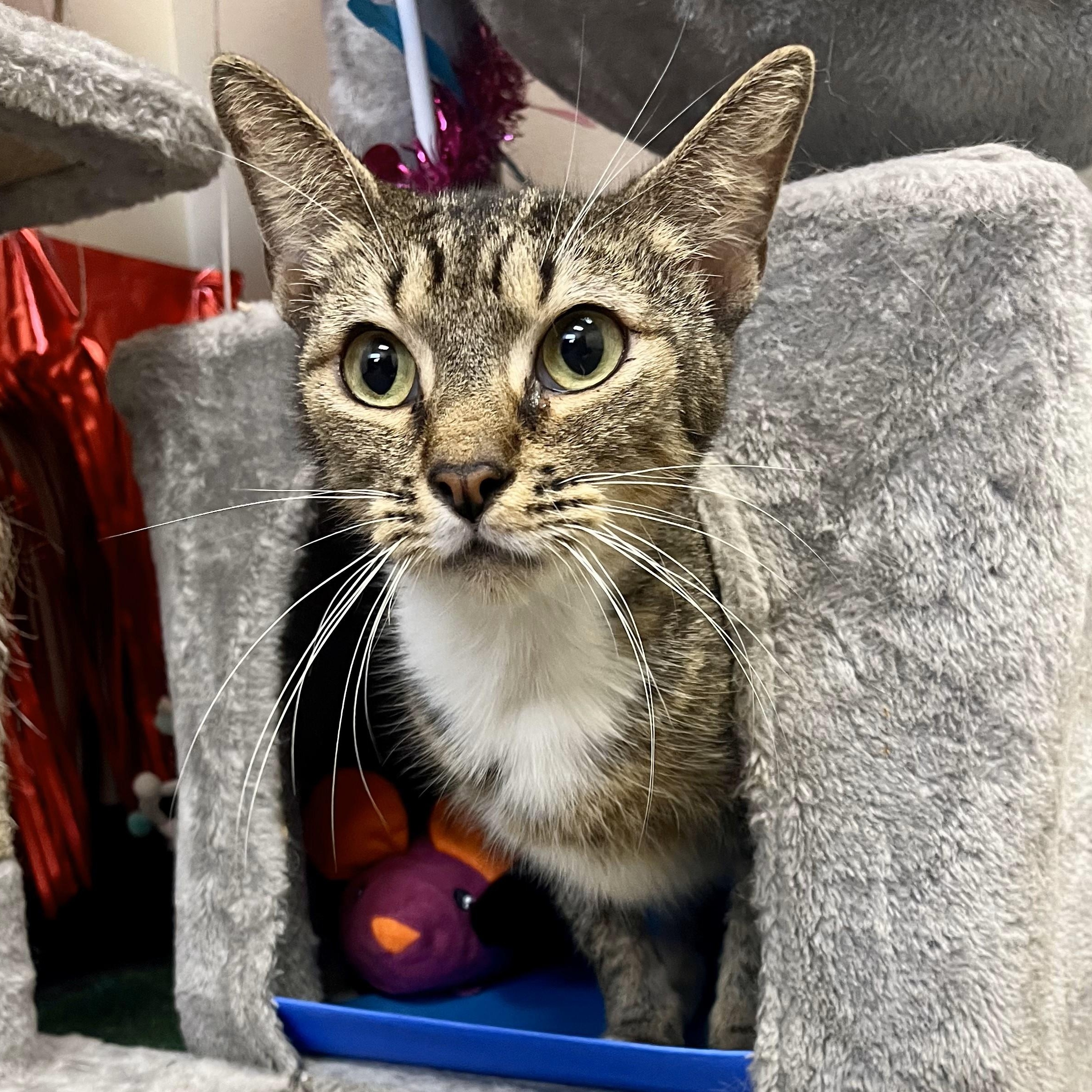 Enlarge Tausret, a Adoptable Domestic Short Hair in Glastonbury, CT image 4/6