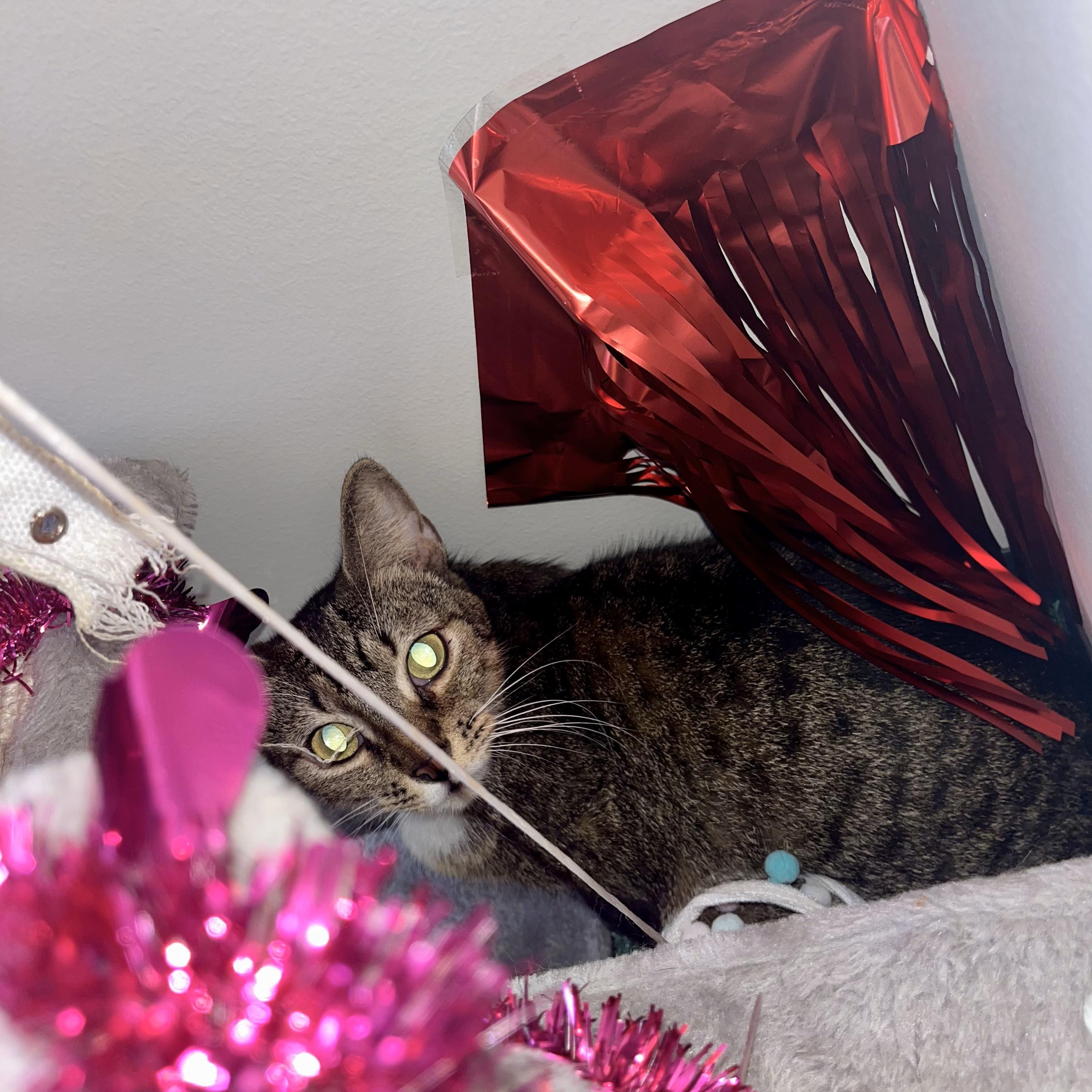 Enlarge Tausret, a Adoptable Domestic Short Hair in Glastonbury, CT image 2/6