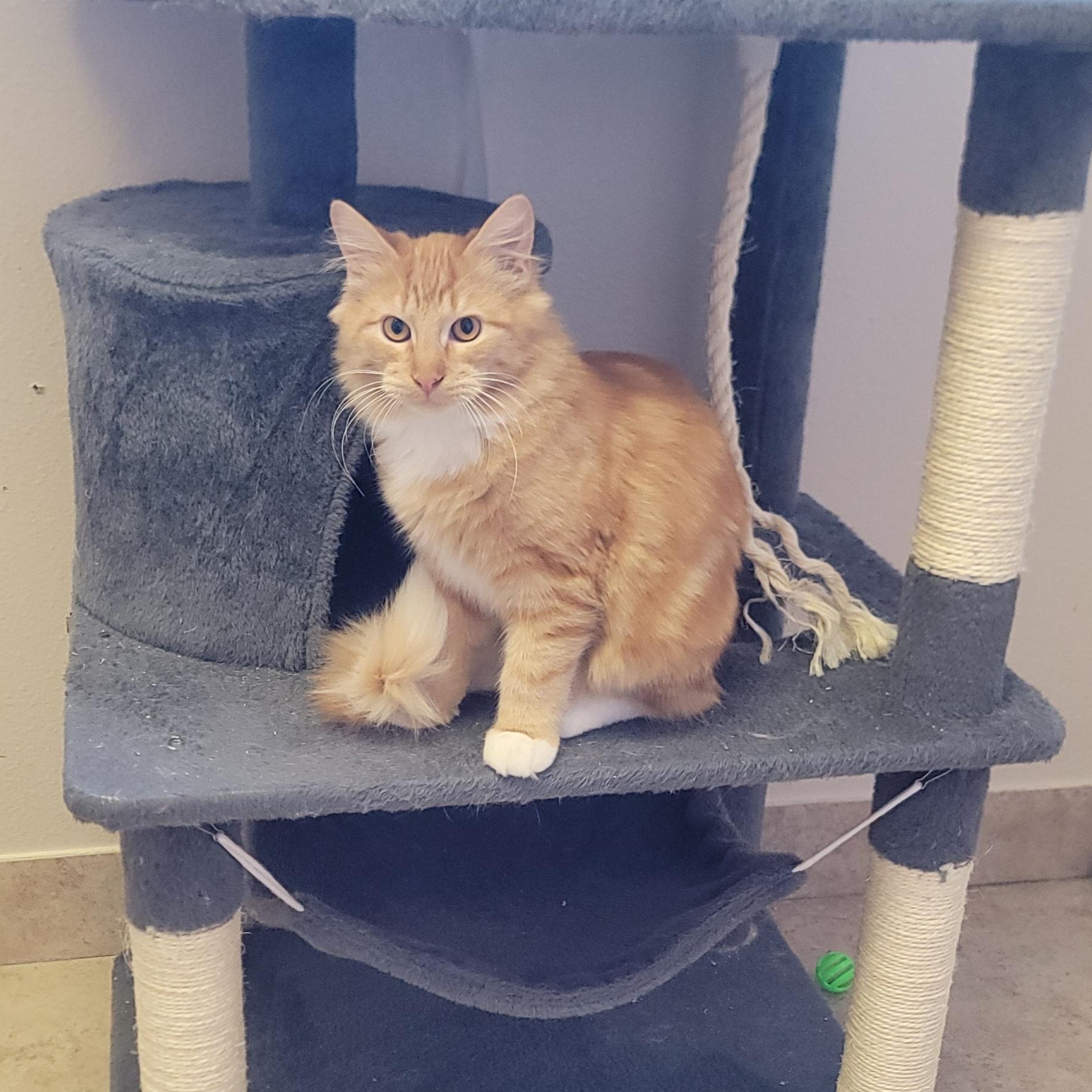 Pumpkin, ADOPTABLE, Young Male Domestic Medium Hair.
