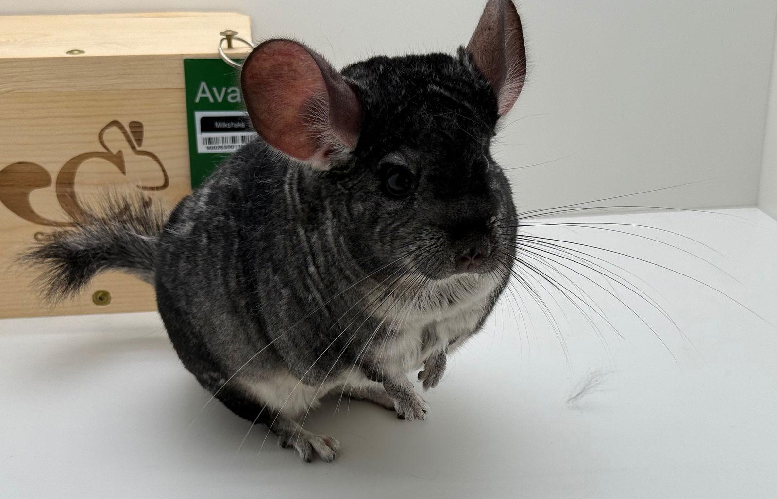 Enlarge Milkshake, a Adopted Chinchilla in Sunnyvale, CA image 1/3