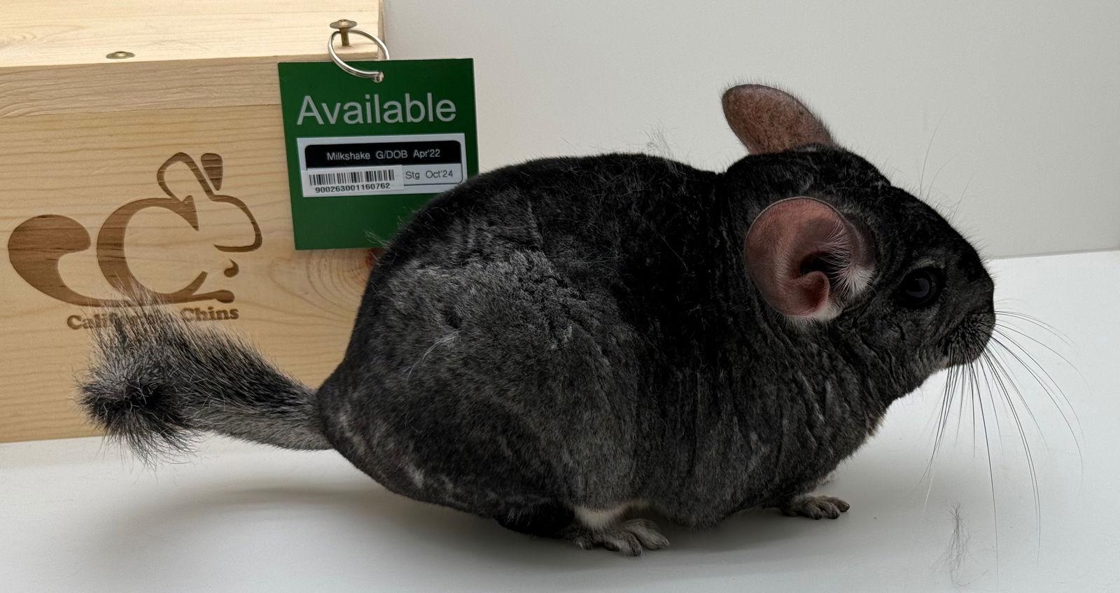 Enlarge Milkshake, a Adopted Chinchilla in Sunnyvale, CA image 2/3
