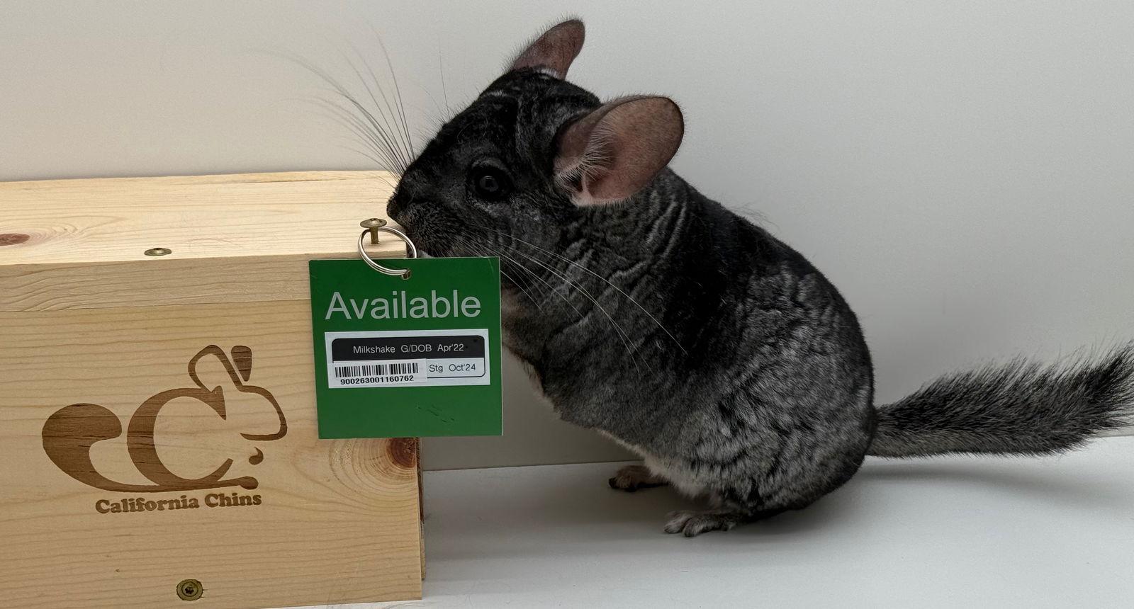 Enlarge Milkshake, a Adopted Chinchilla in Sunnyvale, CA image 3/3