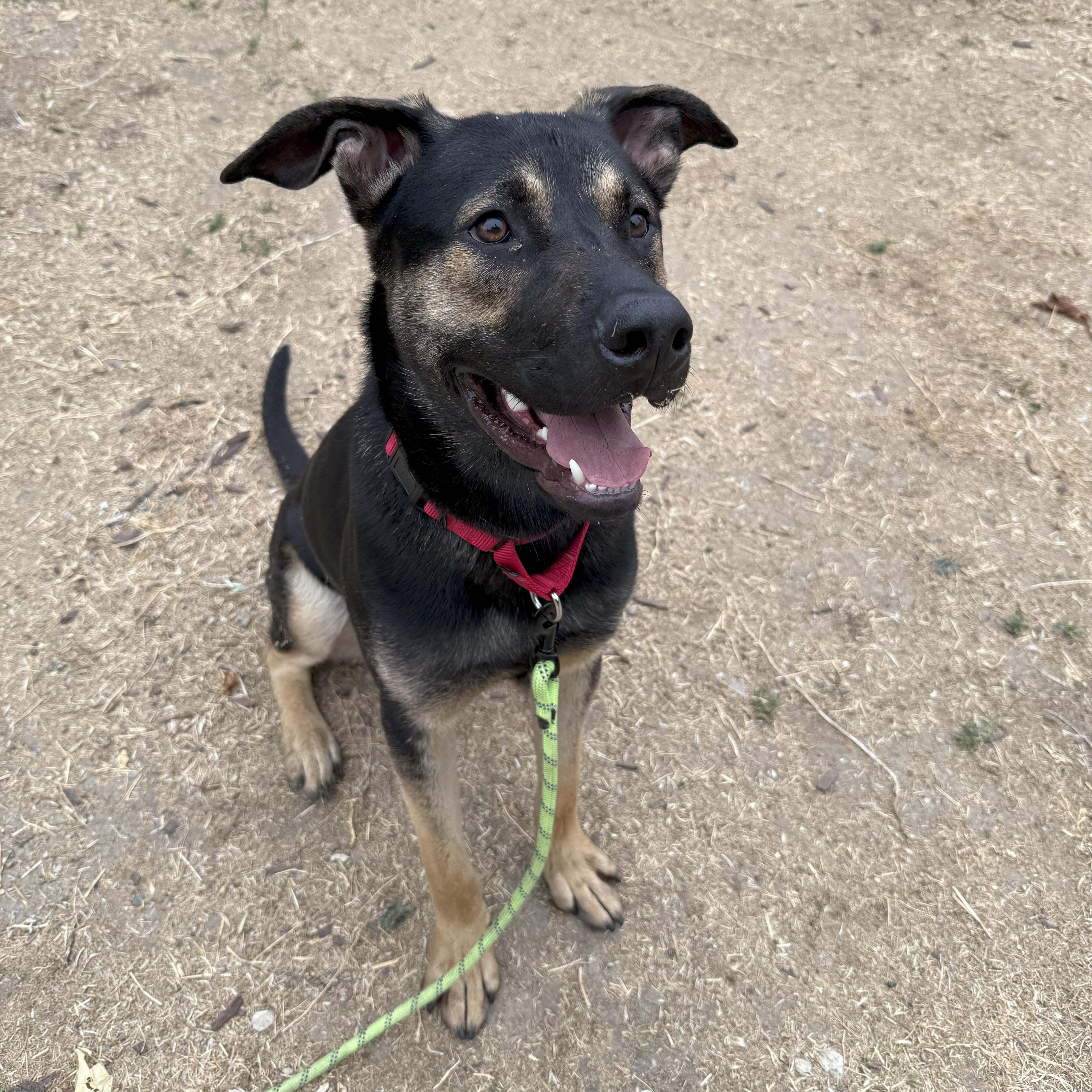Enlarge Rex, a Adoptable mixed breed in Tarzana, CA image 3/5