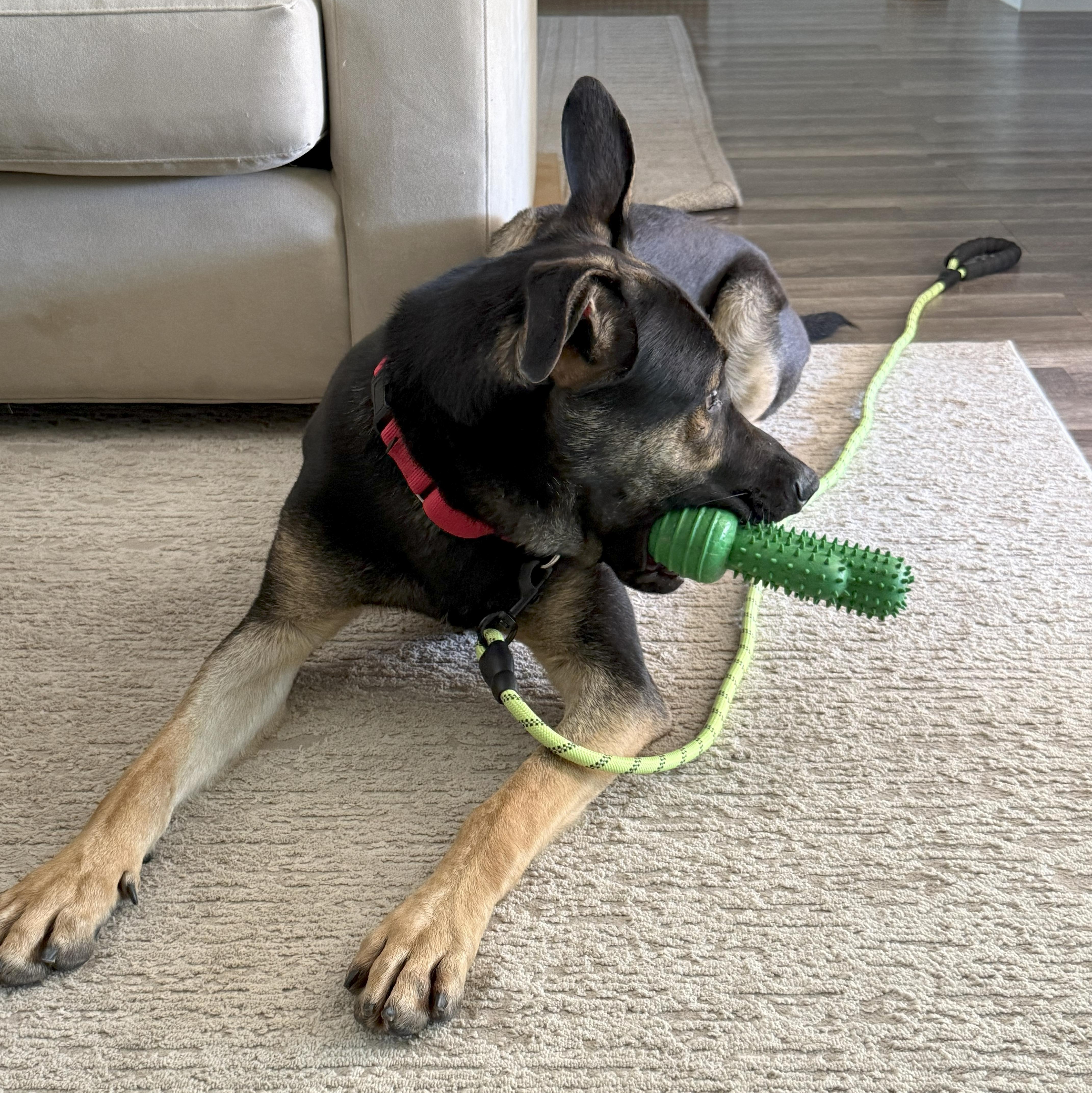 Enlarge Rex, a Adoptable mixed breed in Tarzana, CA image 4/5